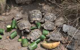 Schildkröten, Katzen und der Hund Kira wohnen mit auf der Anlage - Foto: Heiko Wolter